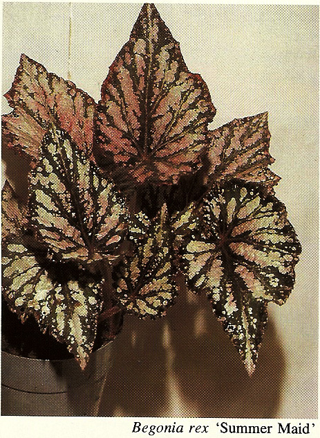 B. ‘Summer Maid’